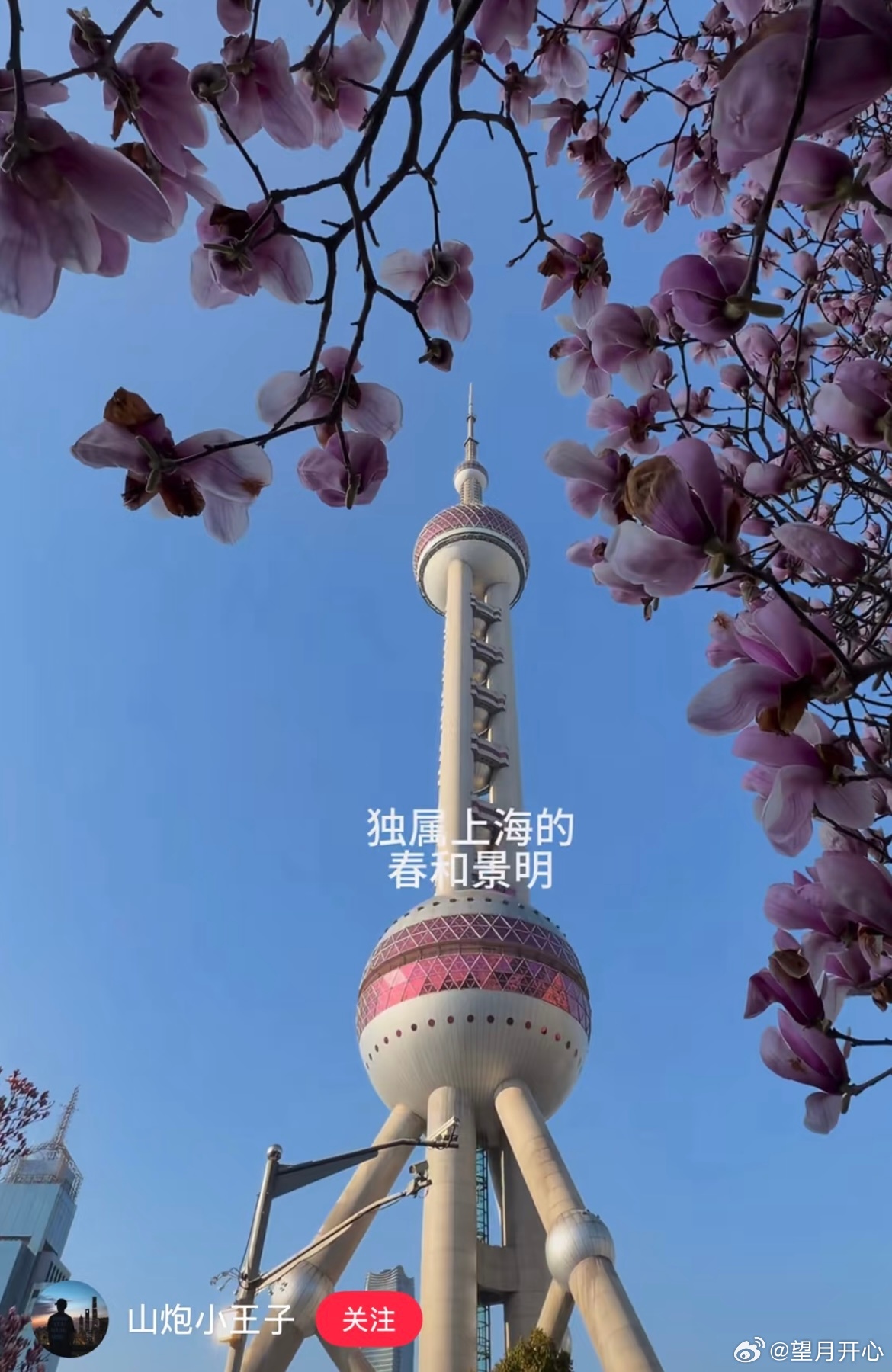 xhs网友拍的春天的东方明珠 