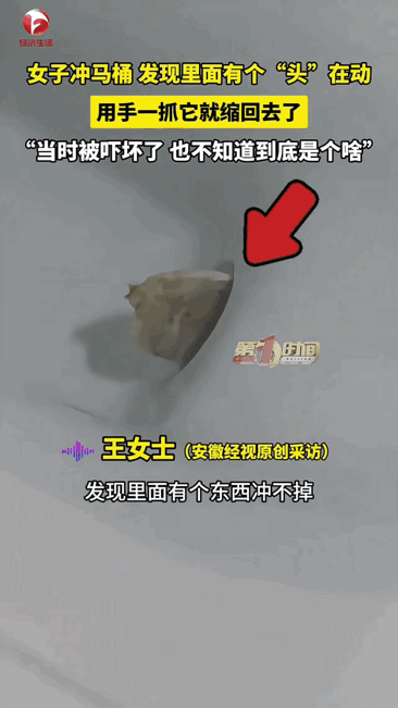吓出冷汗！黑龙江伊春
一位女士在家冲马桶，发现有异物怎么都冲不下去，她还以为是普