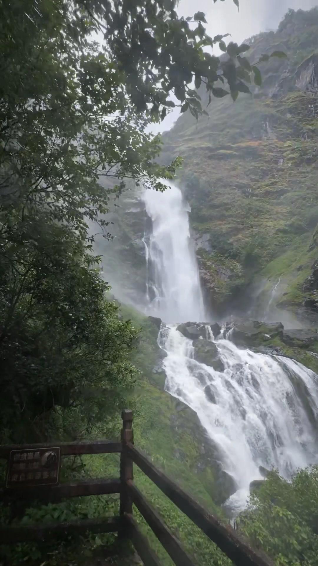 🌿开车进山时，云雾从车窗缝隙钻进来，像闯进了水墨画里。路边的彝族村寨飘着炊烟，
