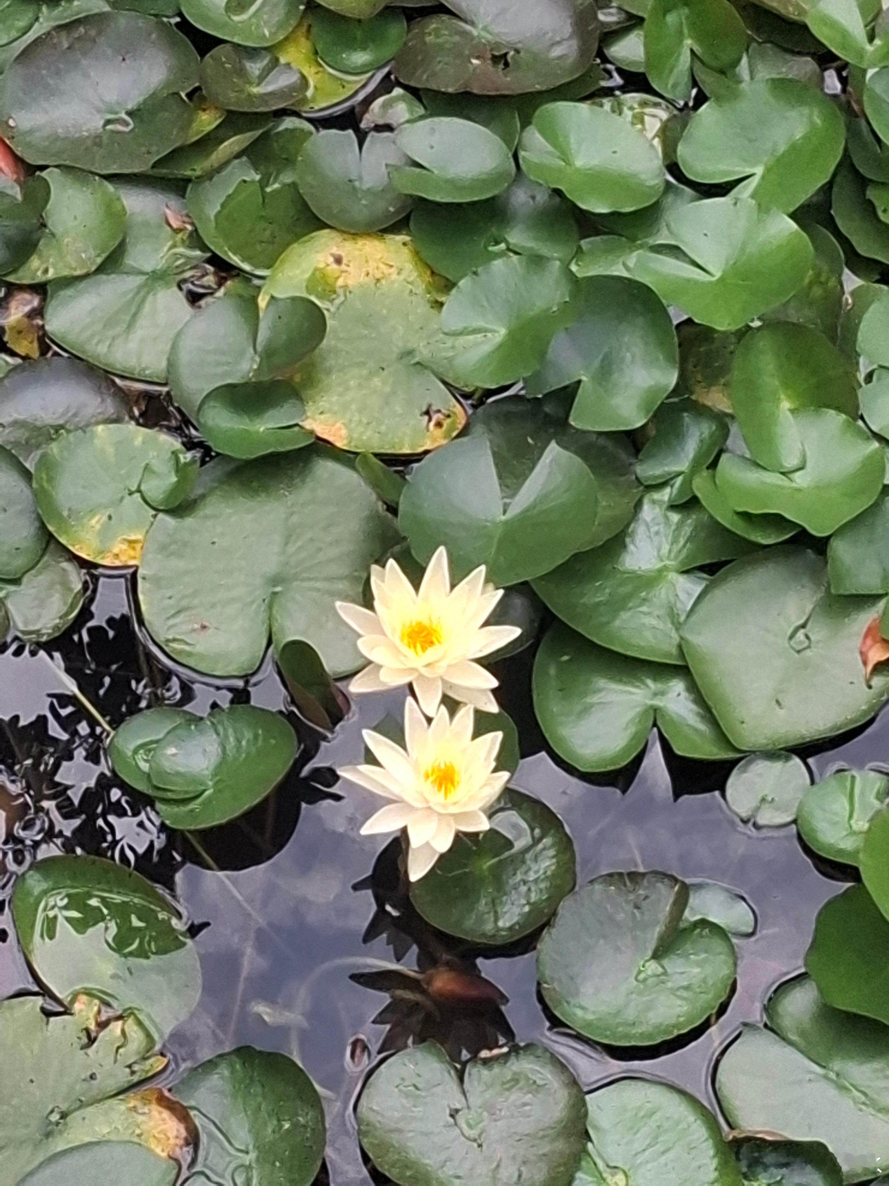 见金莲盛开，你的好运降临，接好运莲莲！藏风御水[超话] ​​​