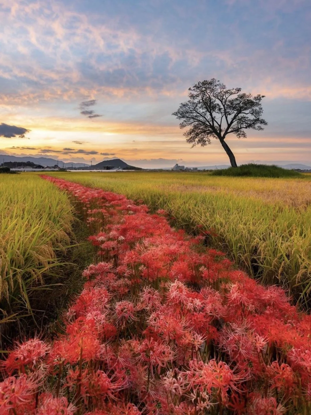 日本奈良县|又见彼岸花通往未来的神秘花路