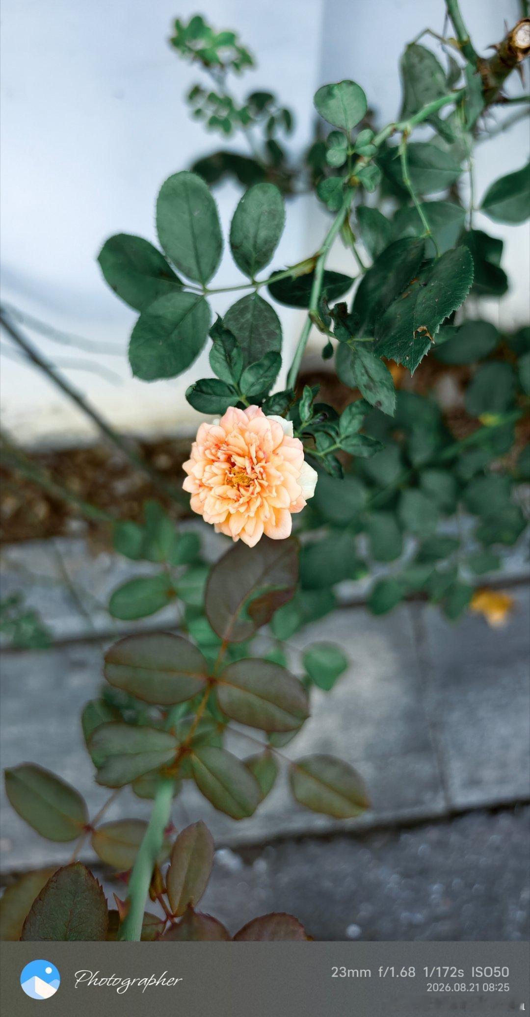 秋已至
夏未远
气温依旧高
凉秋仍需期🤭
#随手拍# 清晨的月季🌺
#vivo[超话]##vivo相册里的高光时刻##2026V粉嘉年华# ​