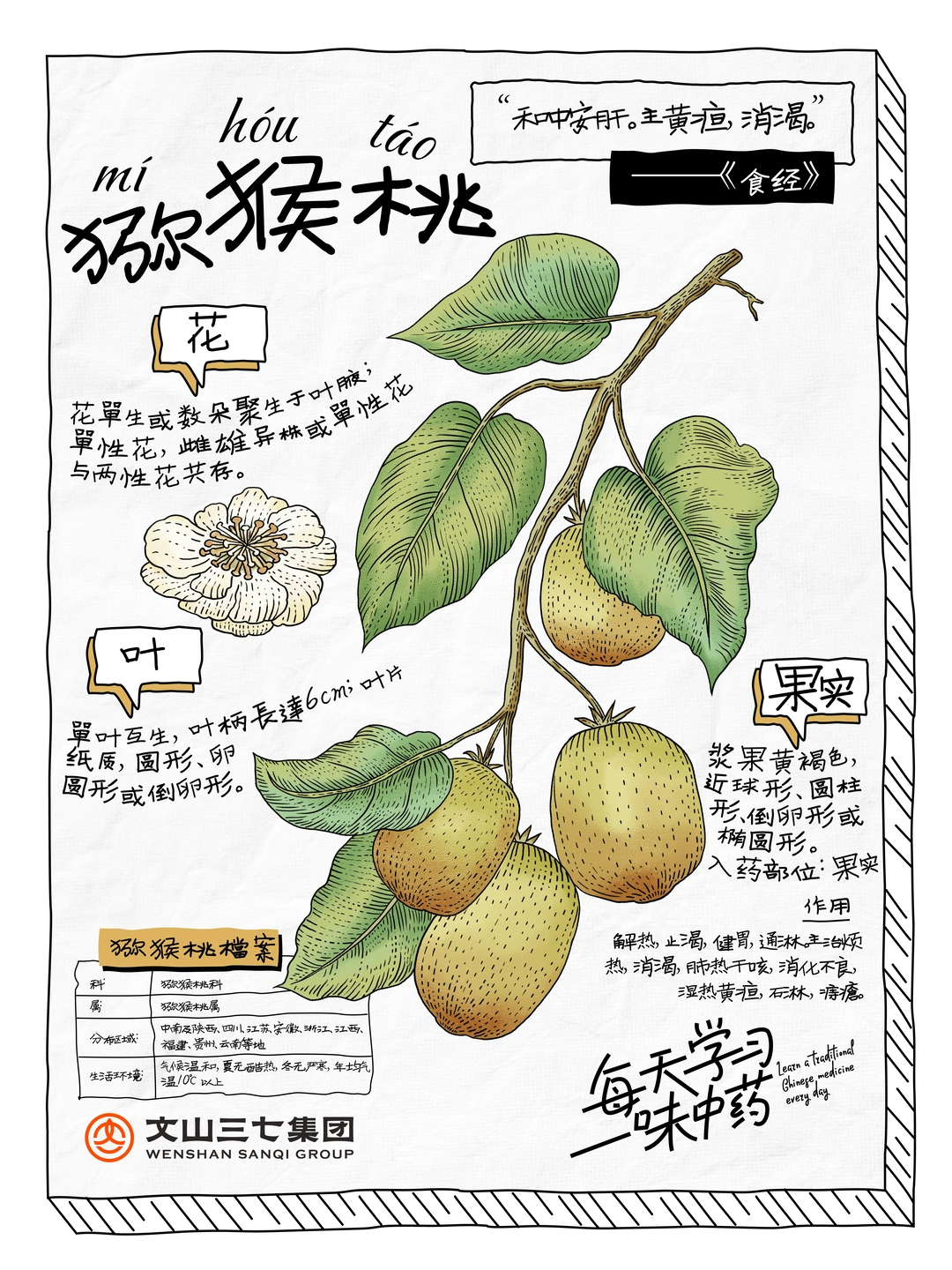 每天学习一味中药|猕猴桃