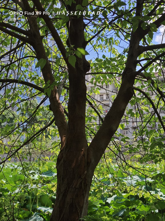 🌳 | 被绿氧包围的夏天