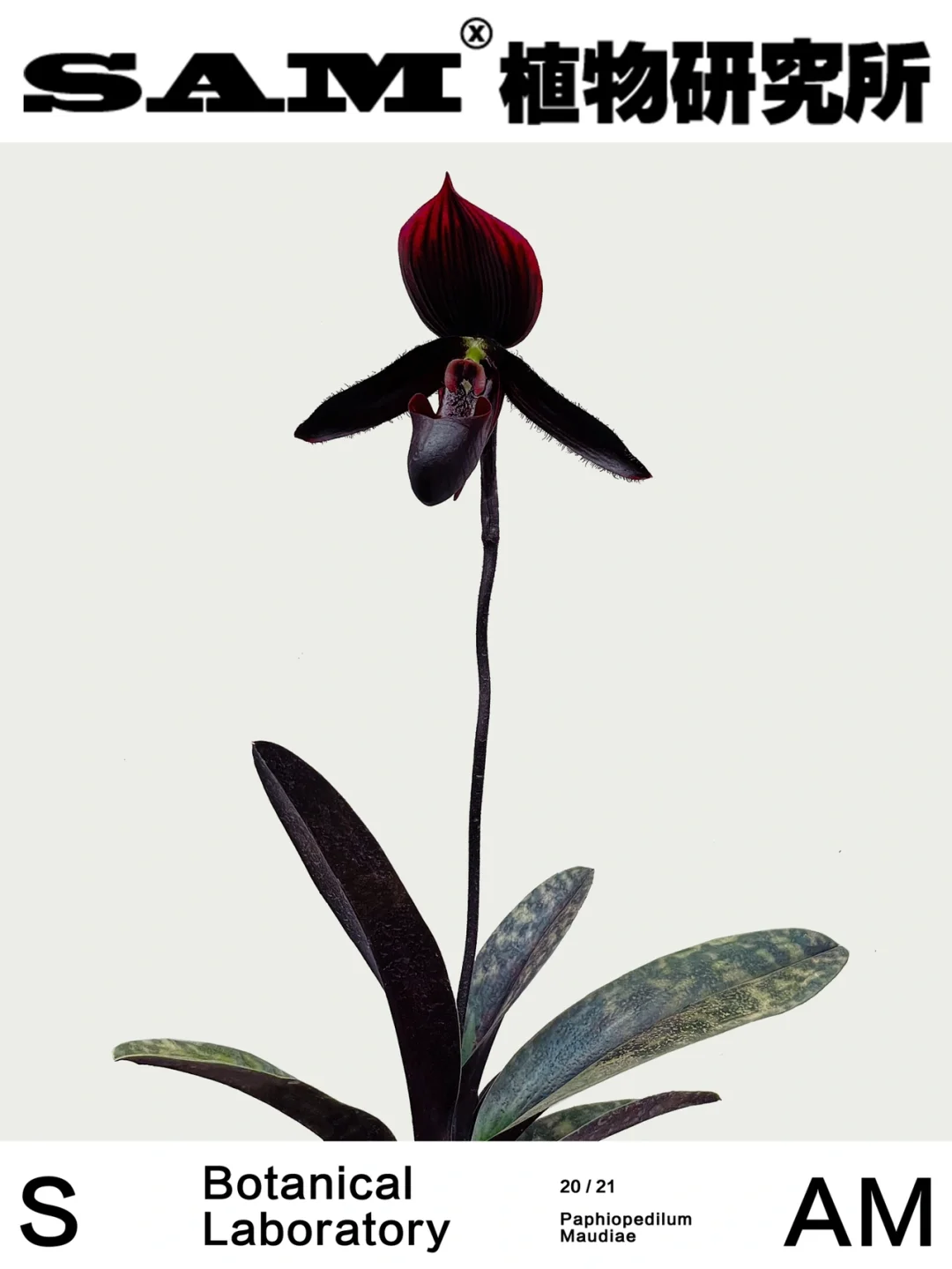 魔帝兜兰｜Paphiopedilum Maudiae