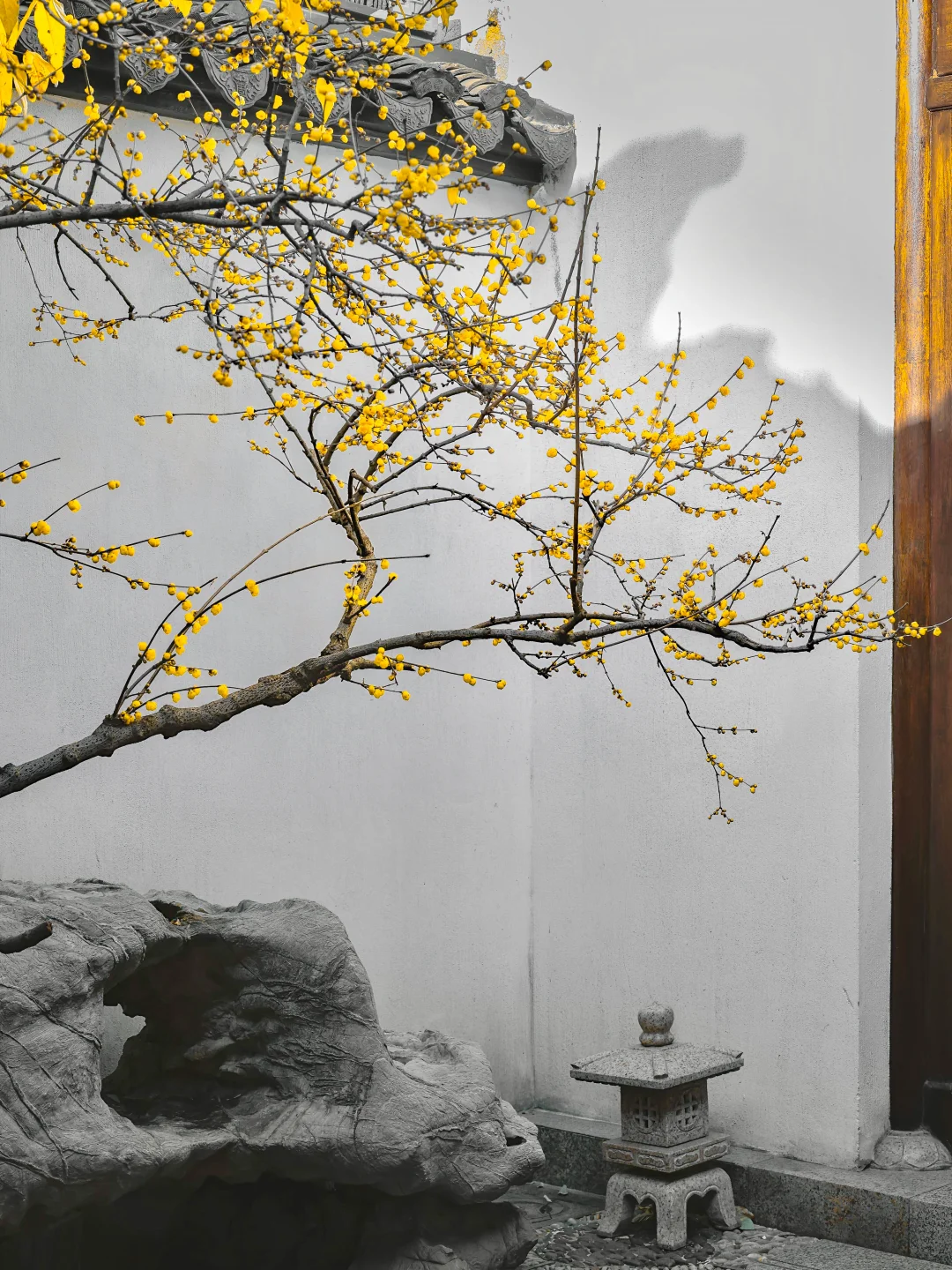随喜赞叹🙏🏻这是苏州最有禅意的园林腊梅🌼