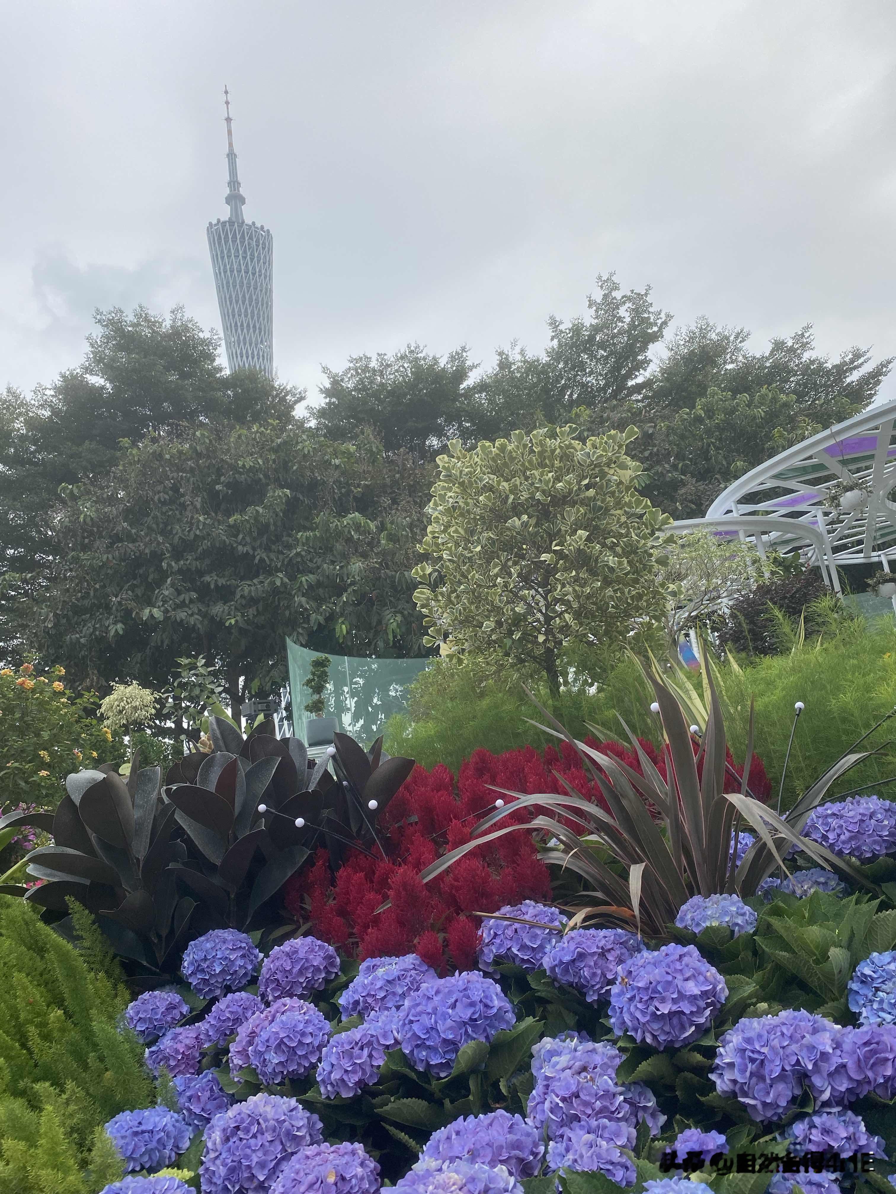 <p>广州绿色植物随手拍广州海心沙 <!--{img:0}--></p...