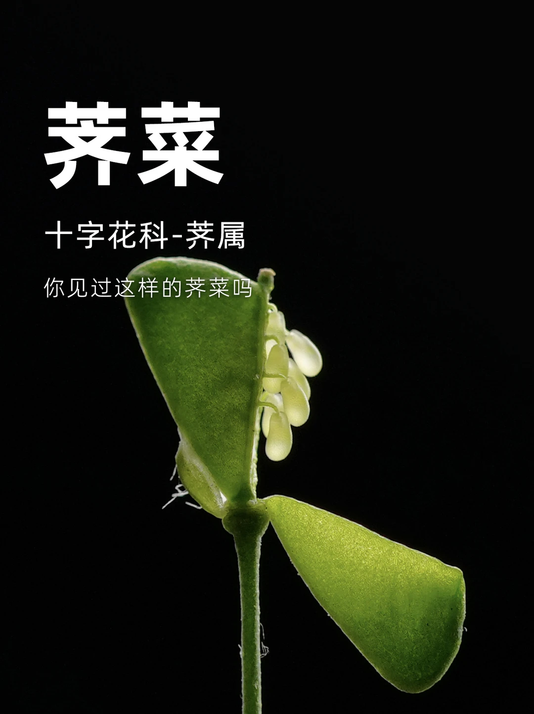 你见过这样的荠菜吗？