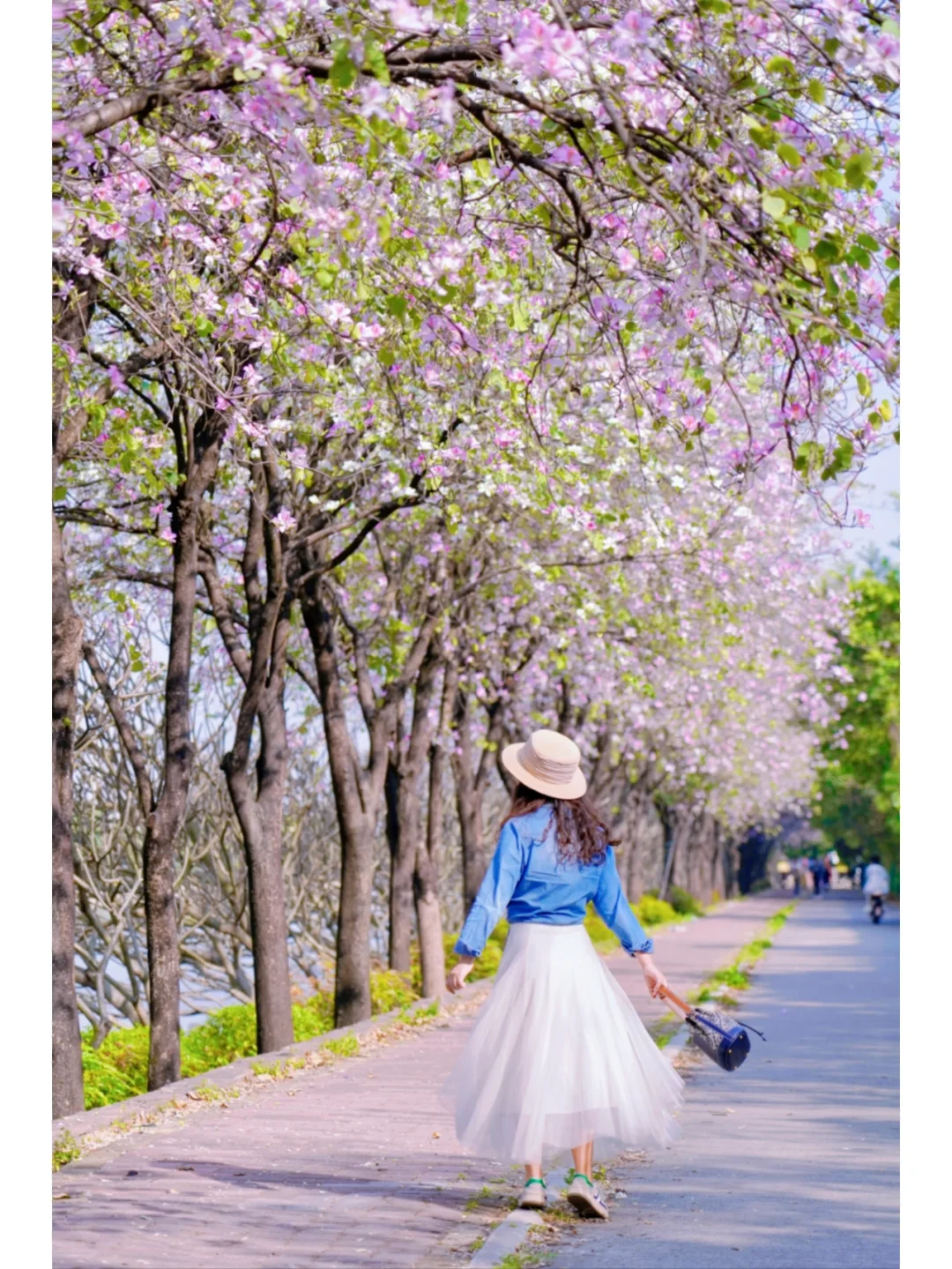 浪漫爆表！广州地铁直达的紫荆花小路