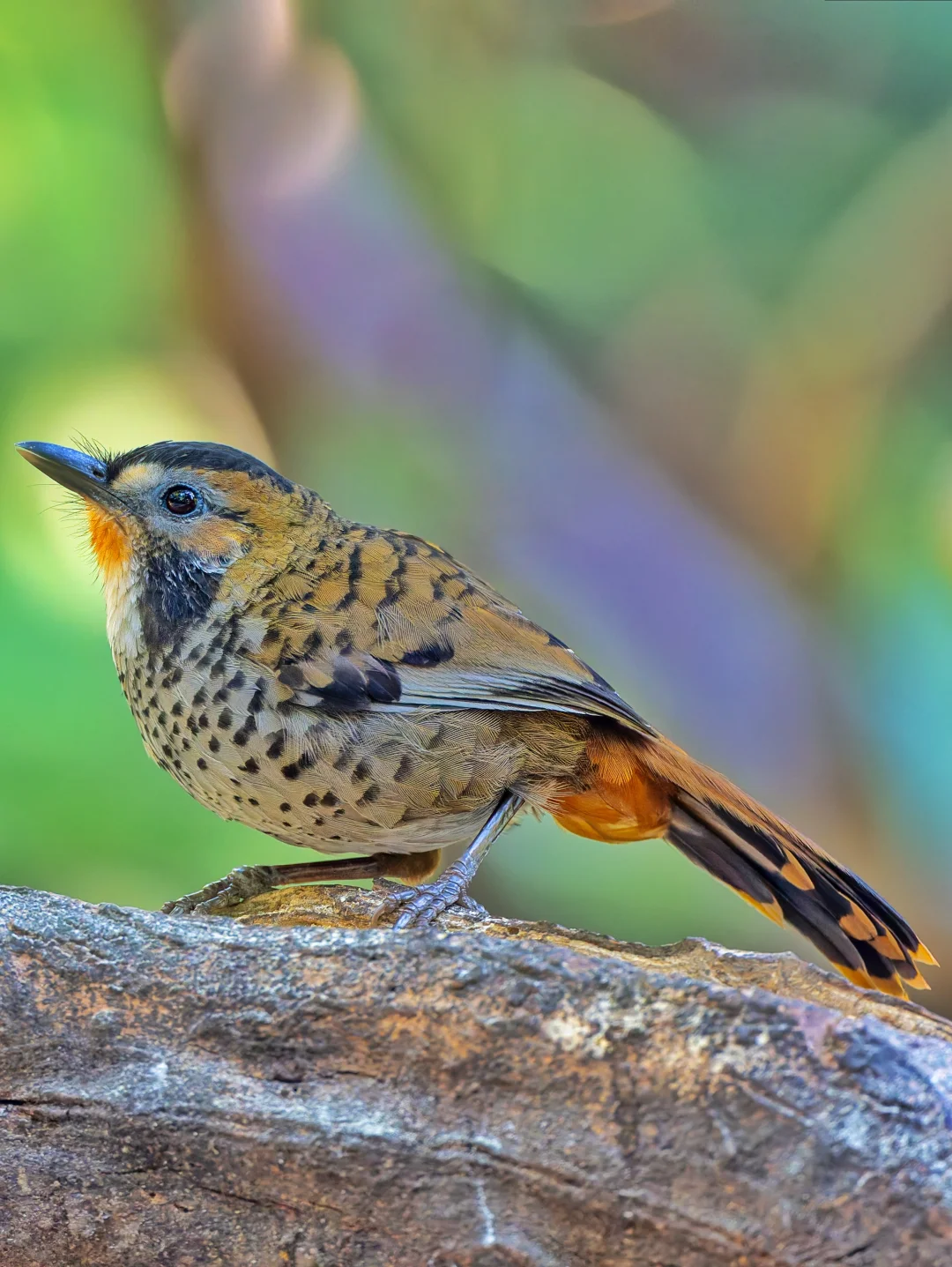云南边陲小村的神秘小鸟：棕颏噪鹛