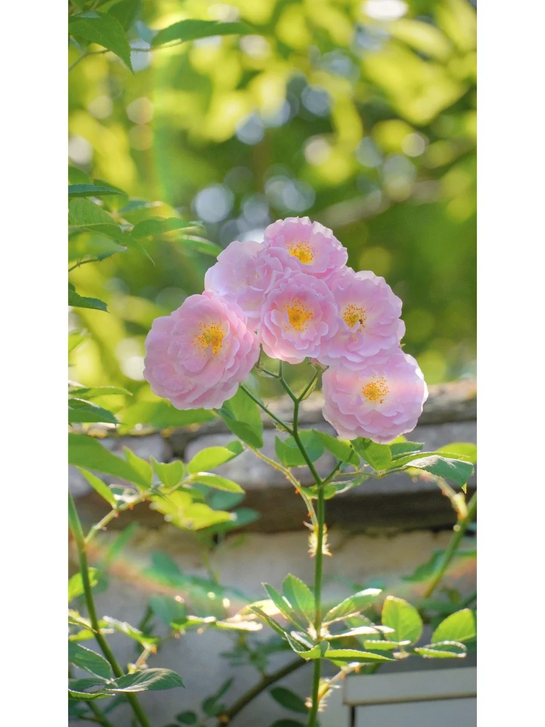 苏城花事| “惟愿春日不迟，相逢终有时”🍃