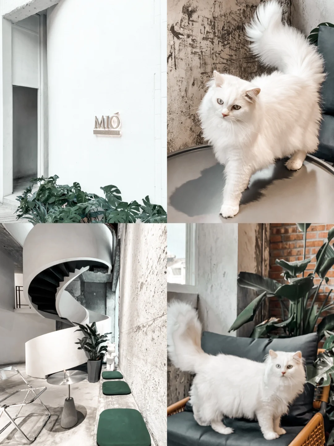 福州探店｜大学城工业风撸猫咖啡店Mio