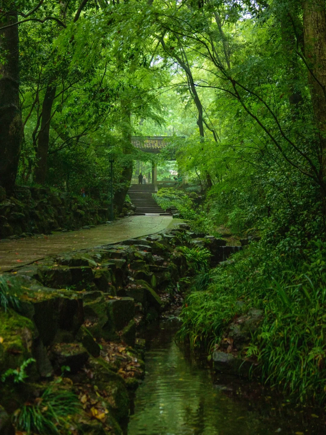 淋过雨的虎跑公园，我愿称之为杭州版亚马逊！
