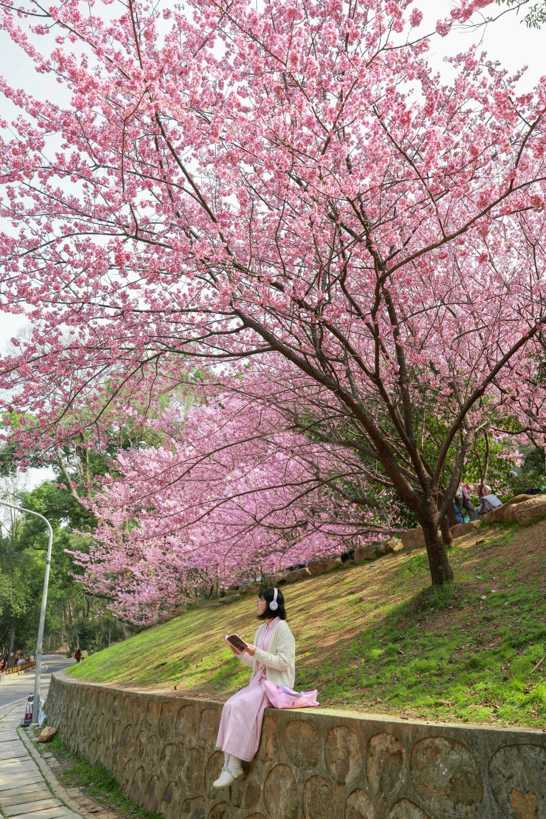 武汉早樱上线❗️冲这4个地方就对了