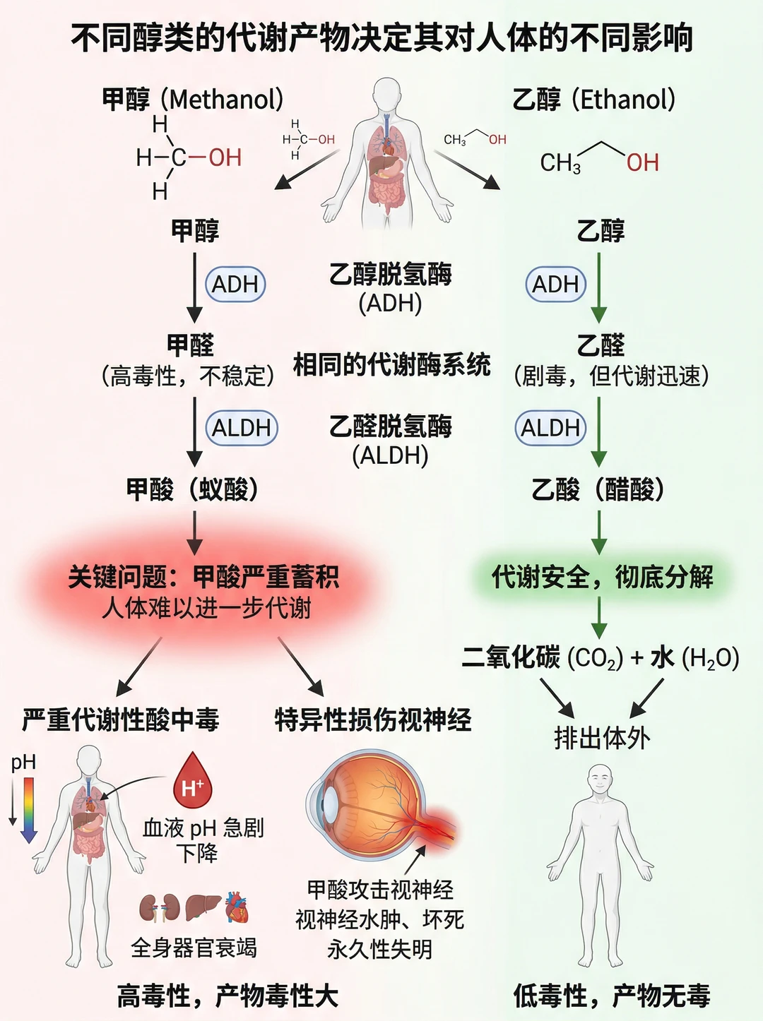 甲醇vs乙醇⚠️为什么一个高毒，一个低毒？
