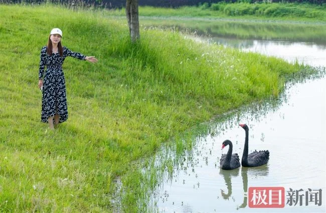 渣鹅出轨后续：和新欢秀恩爱一年没下蛋，网