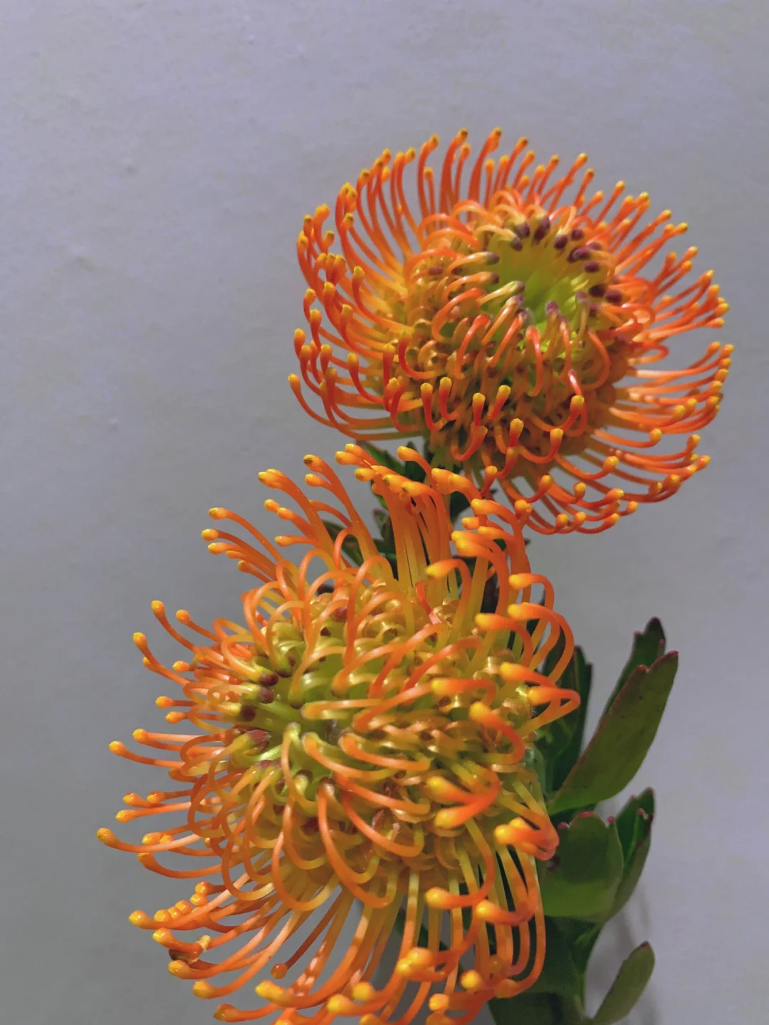 带你每天认识一种花材75｜针垫花