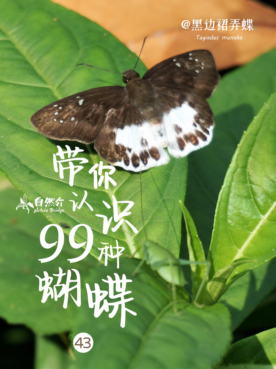带你认识99种蝴蝶–黑弄蝶