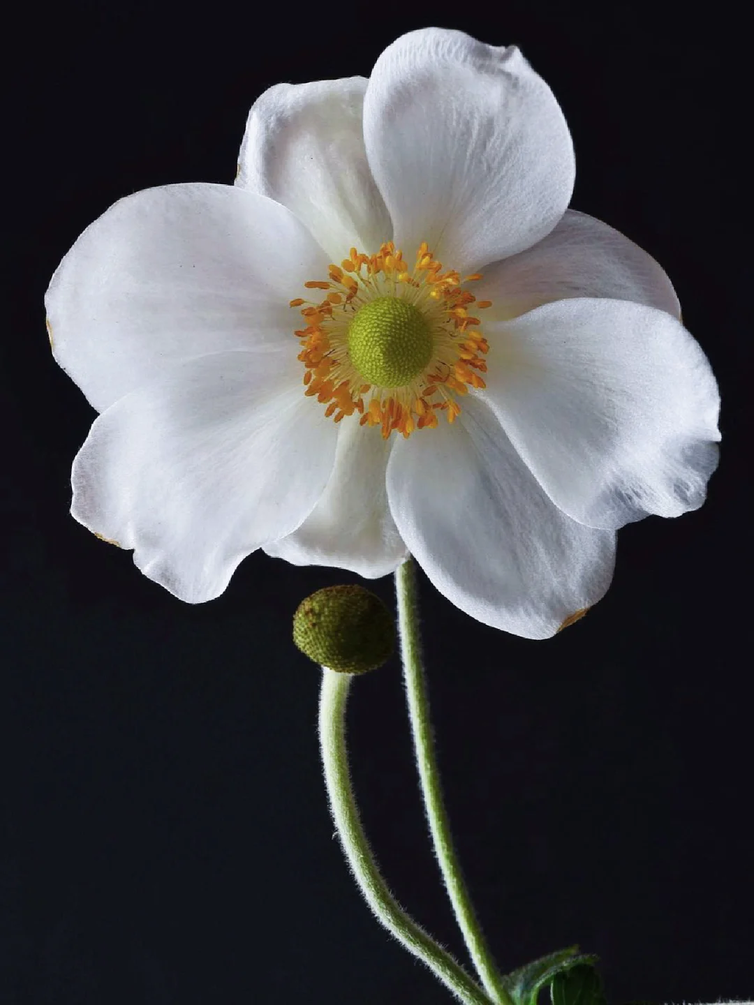 带你每天认识一种花材214｜秋牡丹