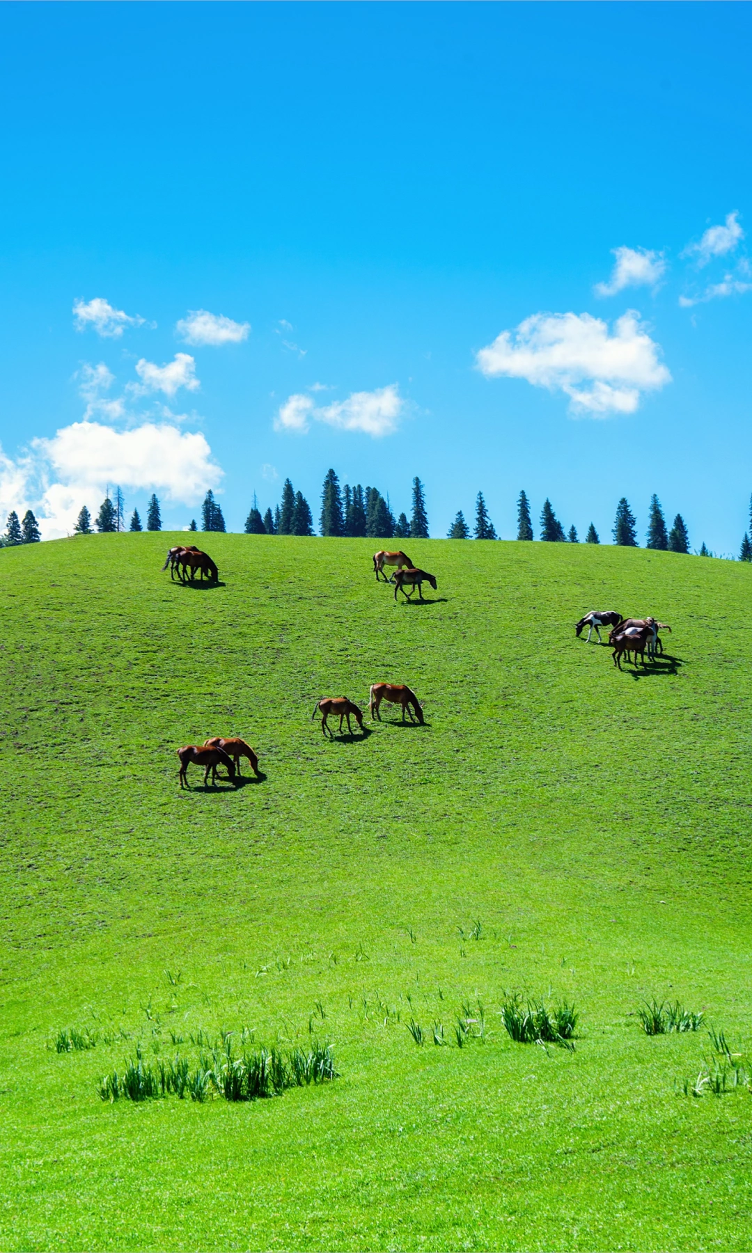 如果感到压抑就去新疆，这里永远充满阳光🌞