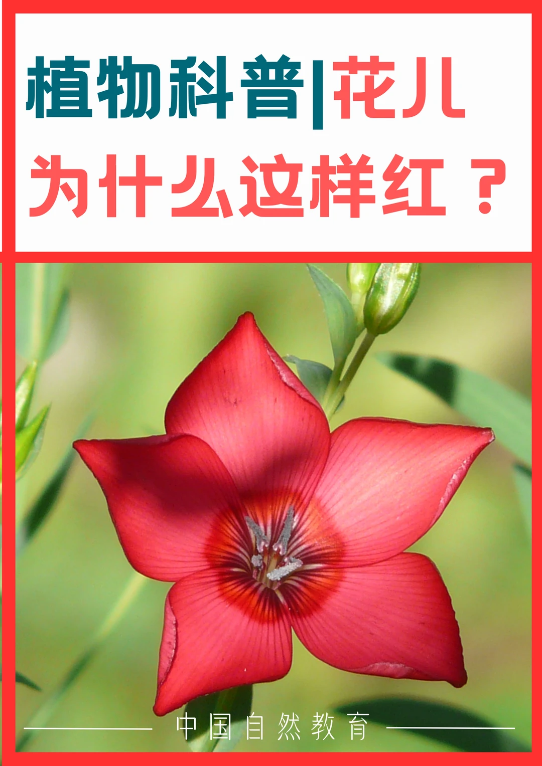 科普知识｜花儿为什么这样红？