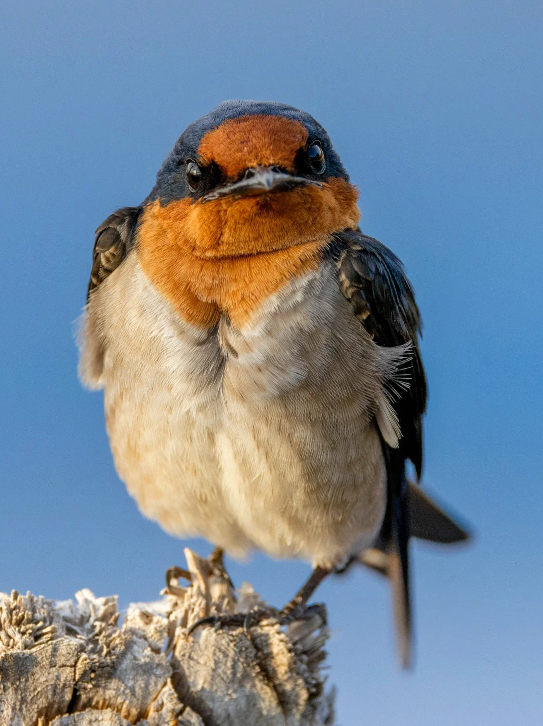 不怕人的小洋燕跑到我镜头前撒娇