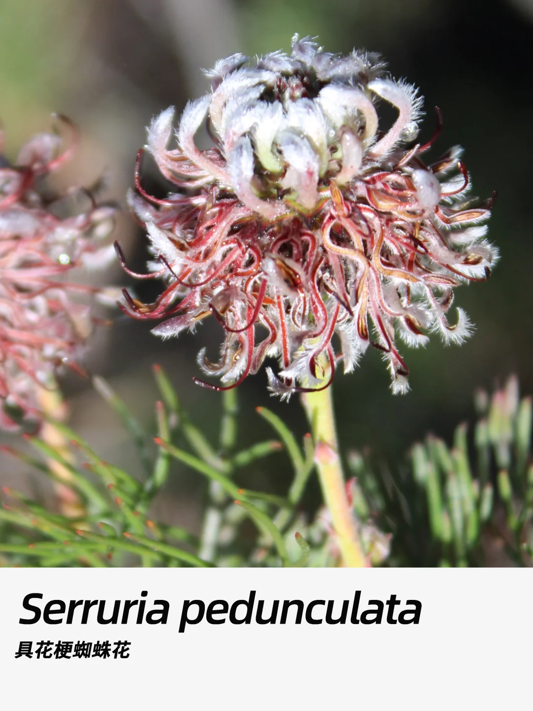 带你每天认识一种花材366｜具花梗蜘蛛花​