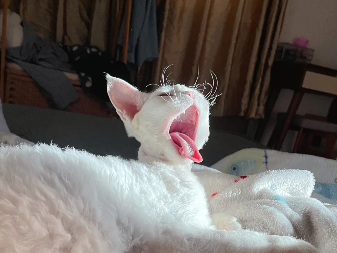 震惊！小猫咪的真面目竟是赖皮蛇！