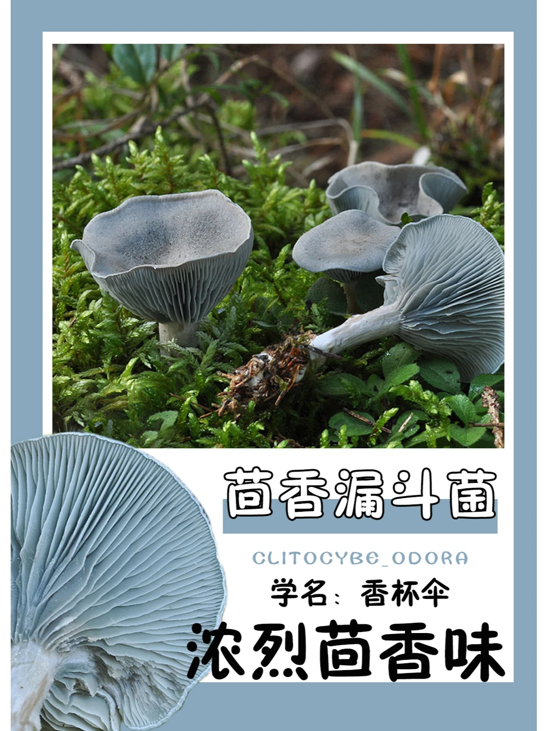 少见的蓝绿色野生菌，还好吃~