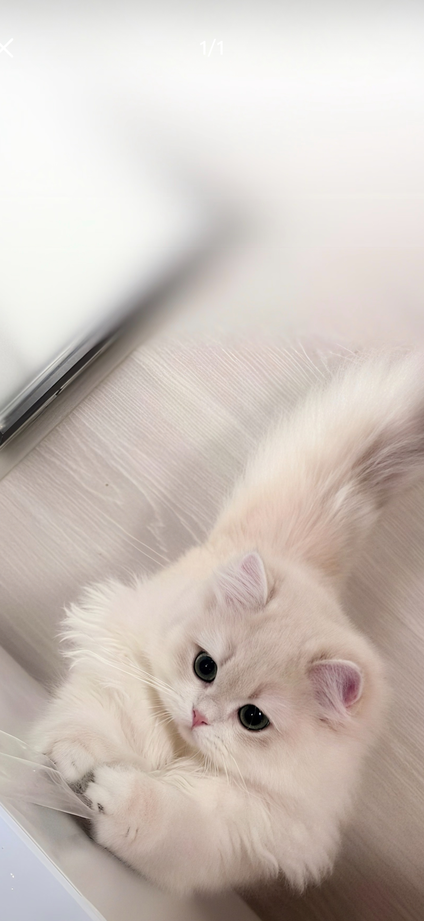 𝙎𝙝𝙖𝙧𝙚｜壁纸｜软萌小白猫壁纸🐱🐱🐱
想做一只乖乖小白猫，只卖萌不烦恼ฅ•ω•ฅ ✨
 高级氛围感壁纸 |高清壁纸分享 |高质量壁纸 |治愈系壁纸 |壁纸无水印 |壁纸 |神仙壁纸 |每一帧都是壁纸呀 |拼接壁纸 |ios壁纸 |分享壁纸 |文艺壁纸 |壁纸分享 |ios26壁纸 |iPhone壁纸 |送你好 ​