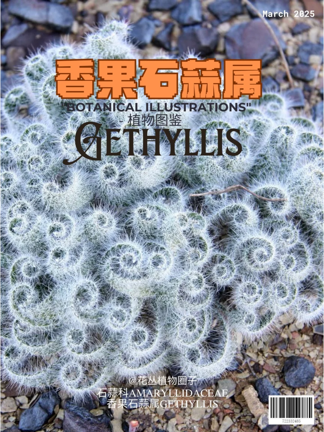 香果石蒜属Gethyllis