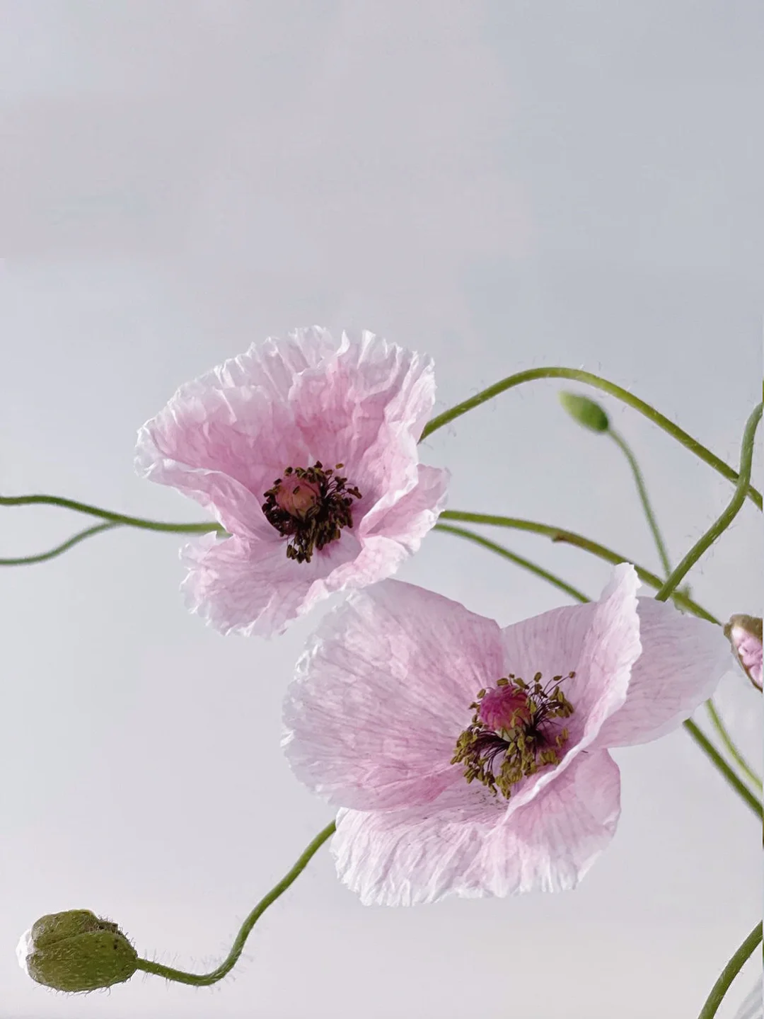 带你每天认识一种花材224｜粉色虞美人