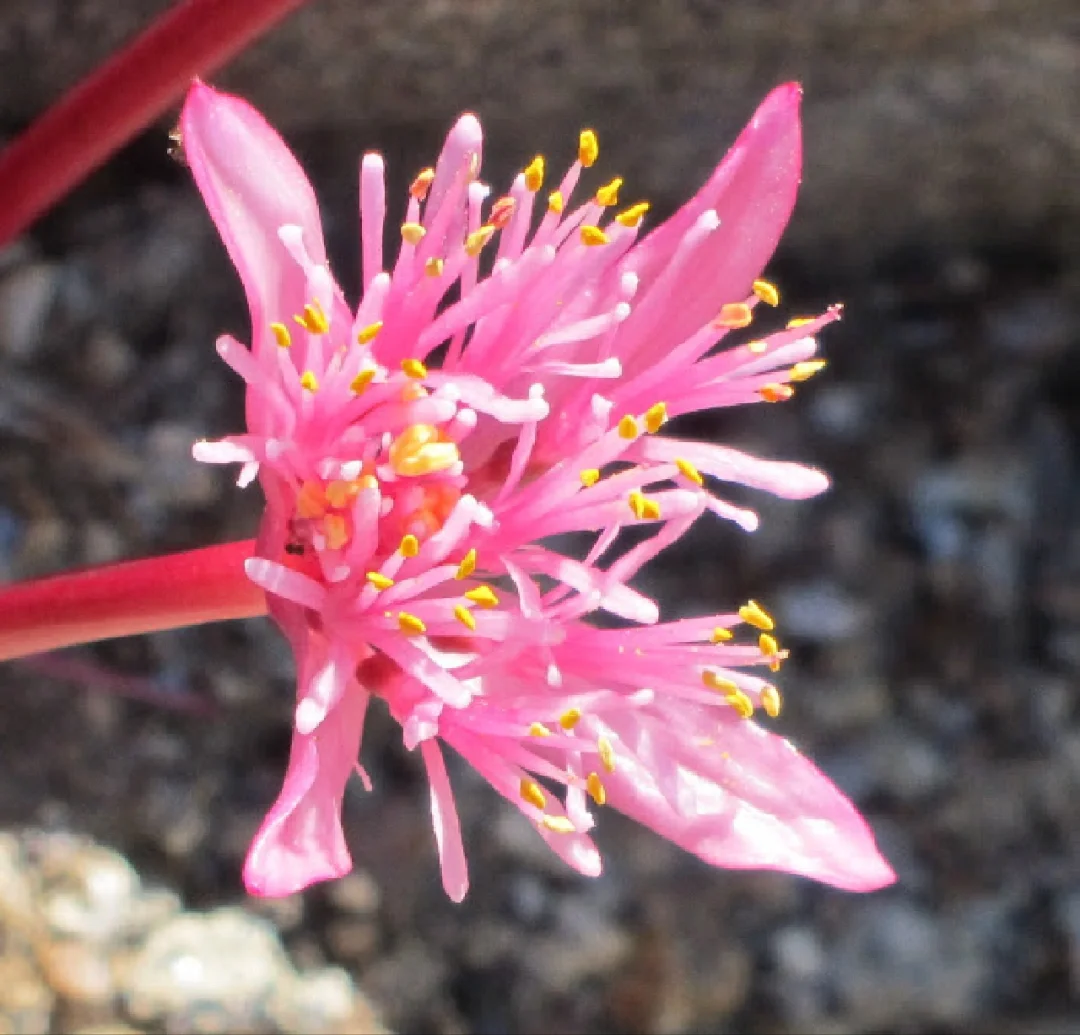粉色血莲Haemanthus barkerae