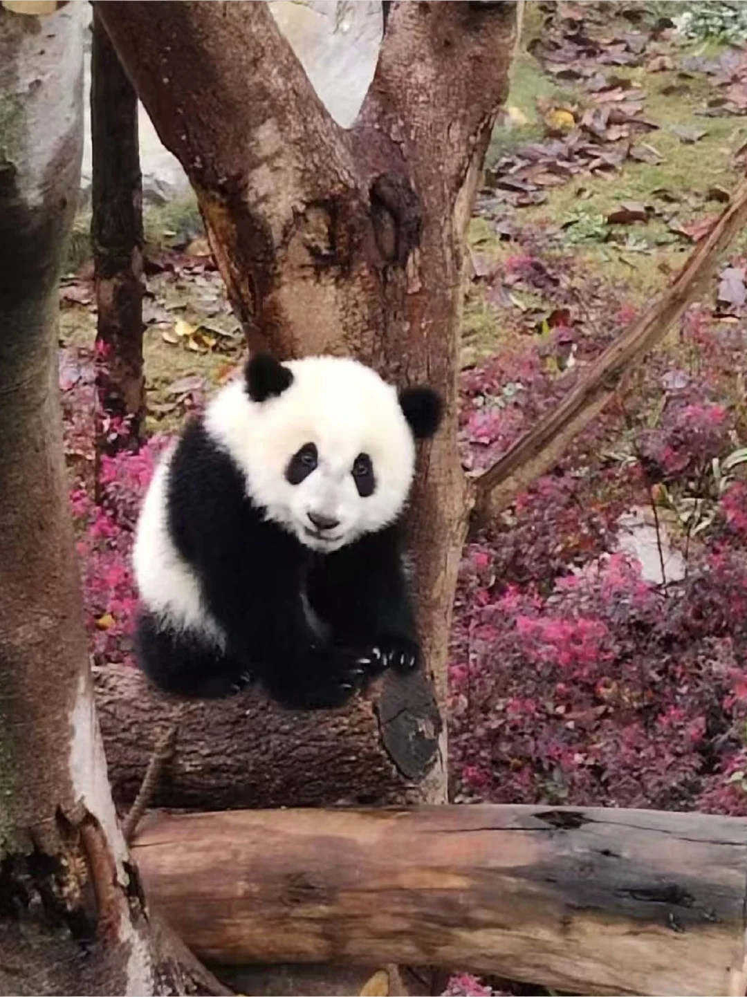好标准的熊猫，果然什么动物都小时候乖啊
