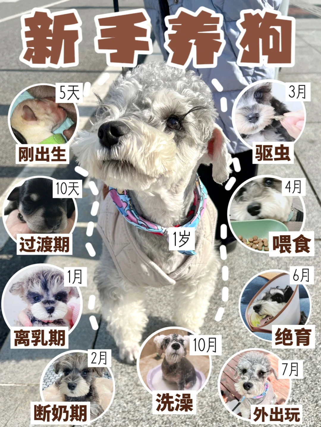 新手养狗干货💕必看！0-12月龄全攻略