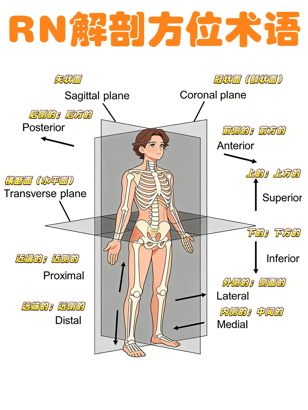 备考RN/解剖方位术语！！学！！单词