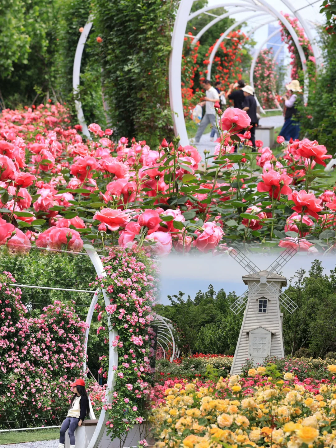 怕它不火 又怕它太火🌸柯桥月季园人少景美