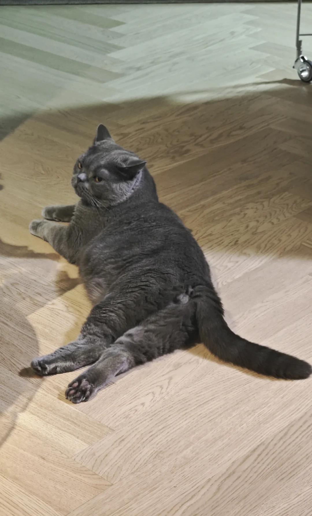 妖娆的猫屁股😆