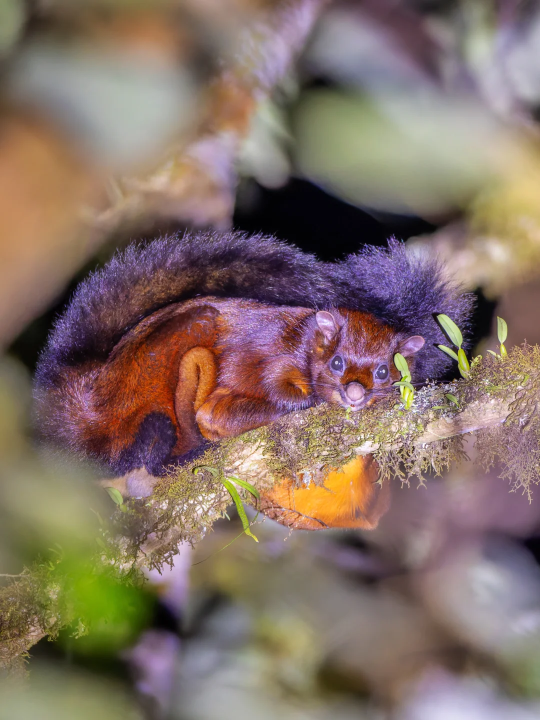 毛绒绒红彤彤的云南大鼯鼠