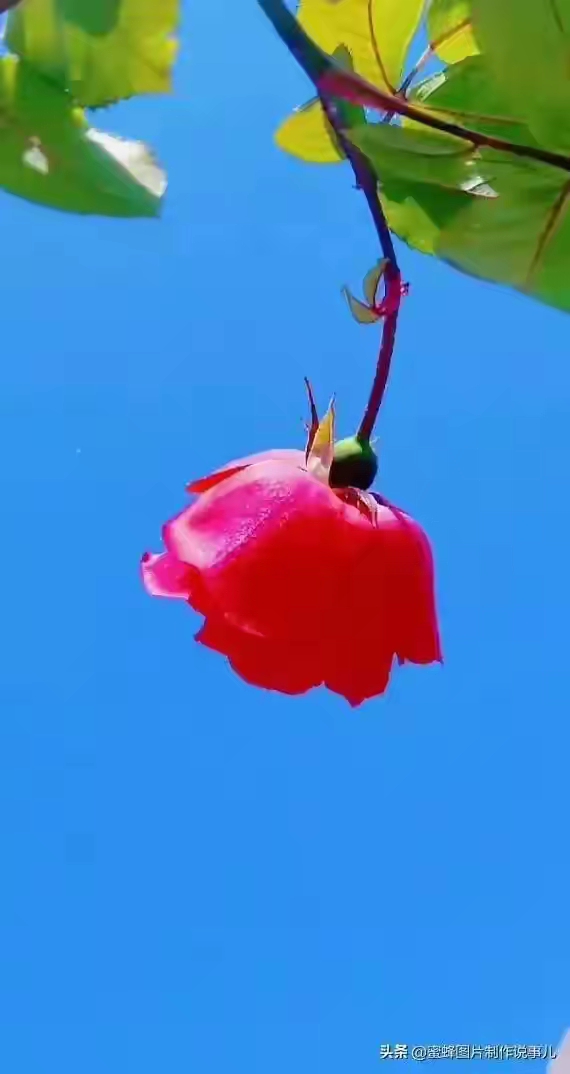 一支独秀