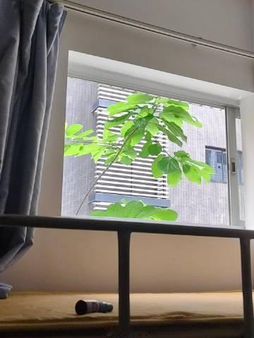 午休室抬头一抹绿<br />大暴雨医院门口卖伞也不错<br />收到晓...