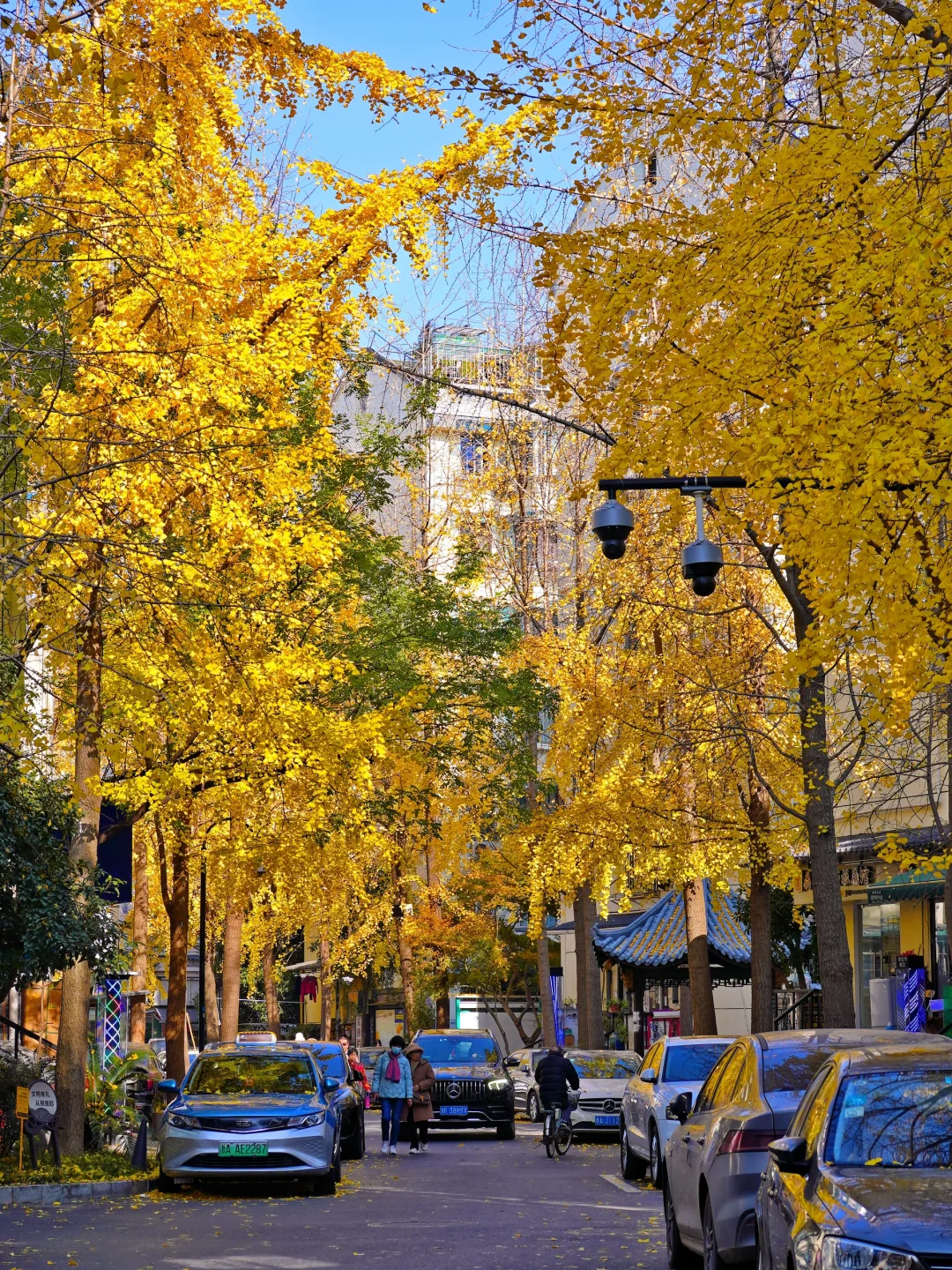 杭州！藏在老市区里的银杏街真的美疯了！！