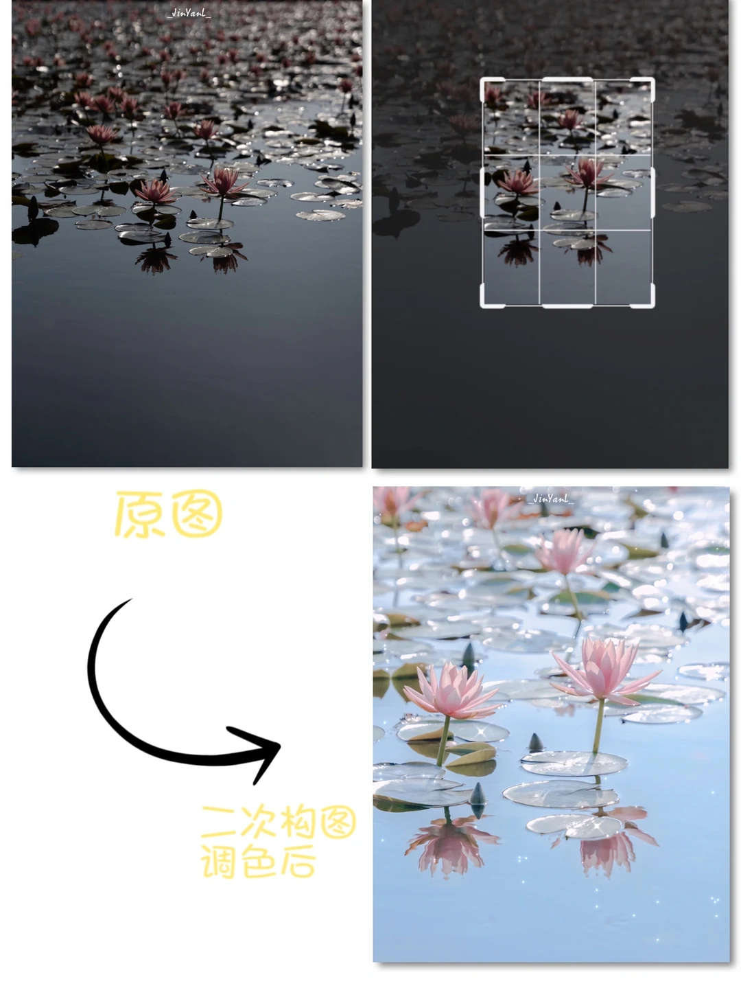 没有长焦怎么拍到梦中睡莲⁉️二次构图绝了‼️