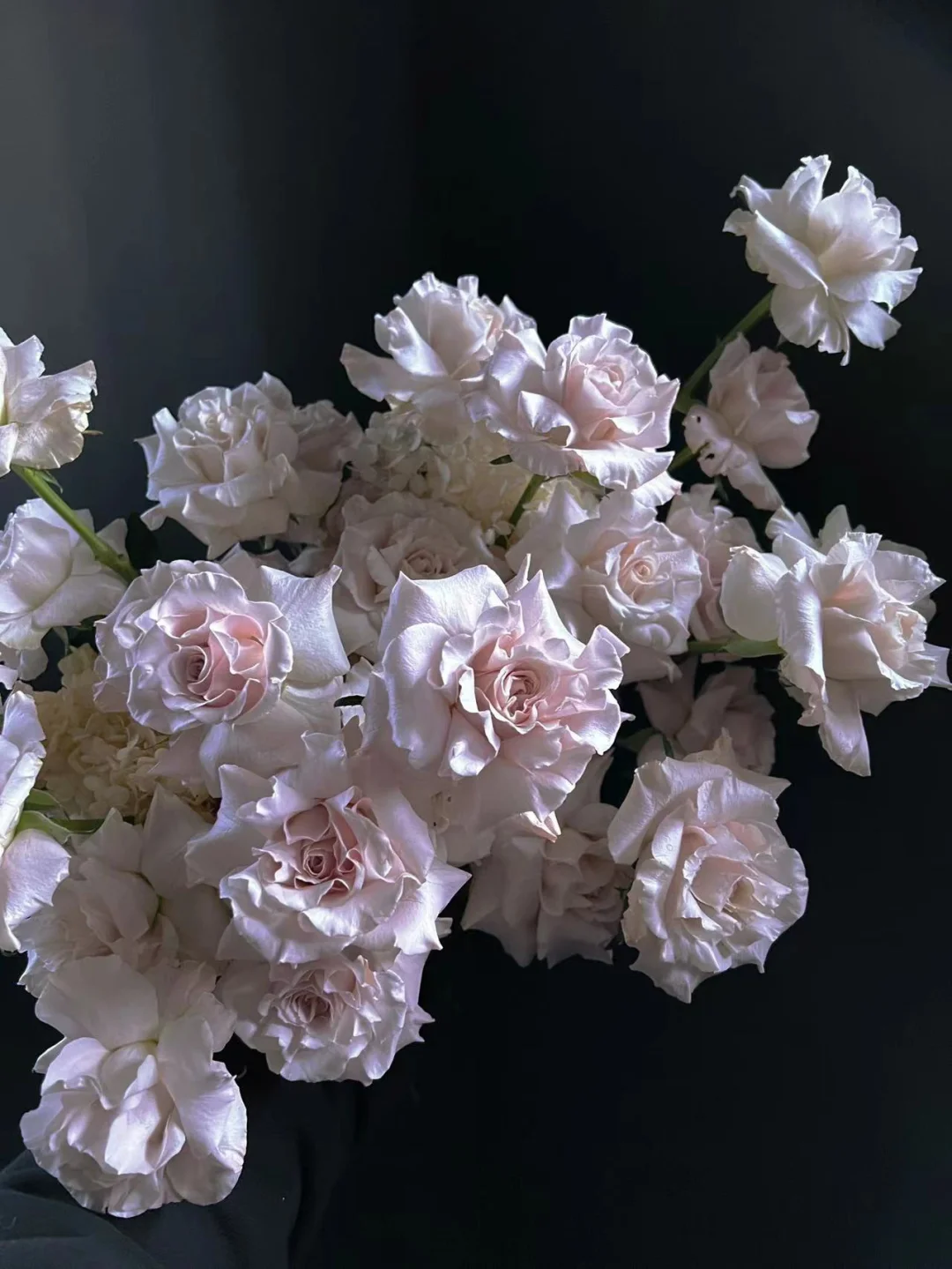 带你每天认识一种鲜花25｜曼塔玫瑰