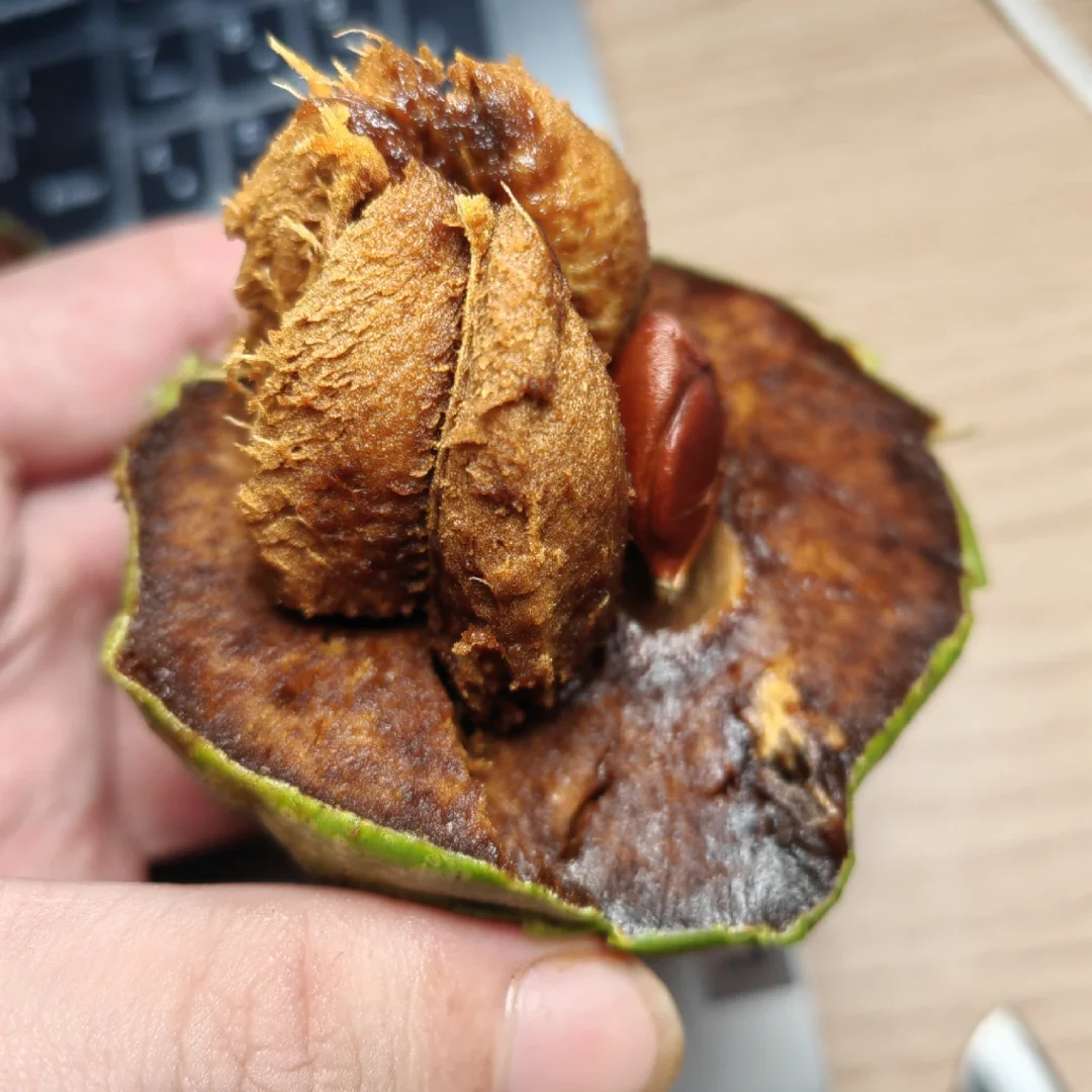 吃果了 巧克力黑柿