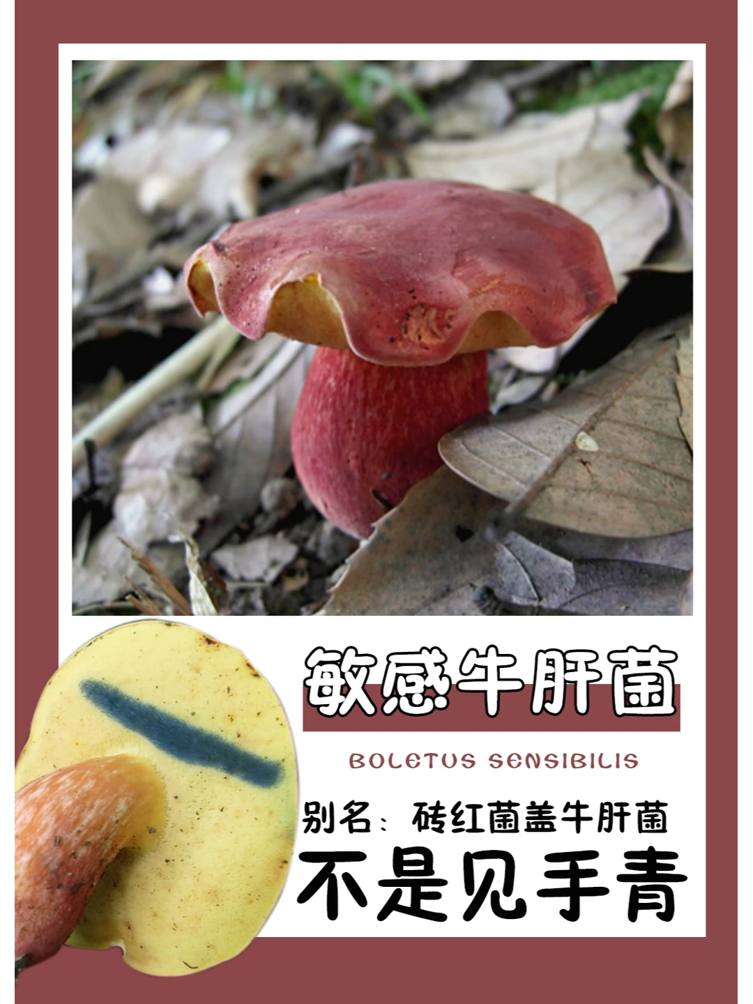 不是所有会变色的牛肝菌都有“见手青”！