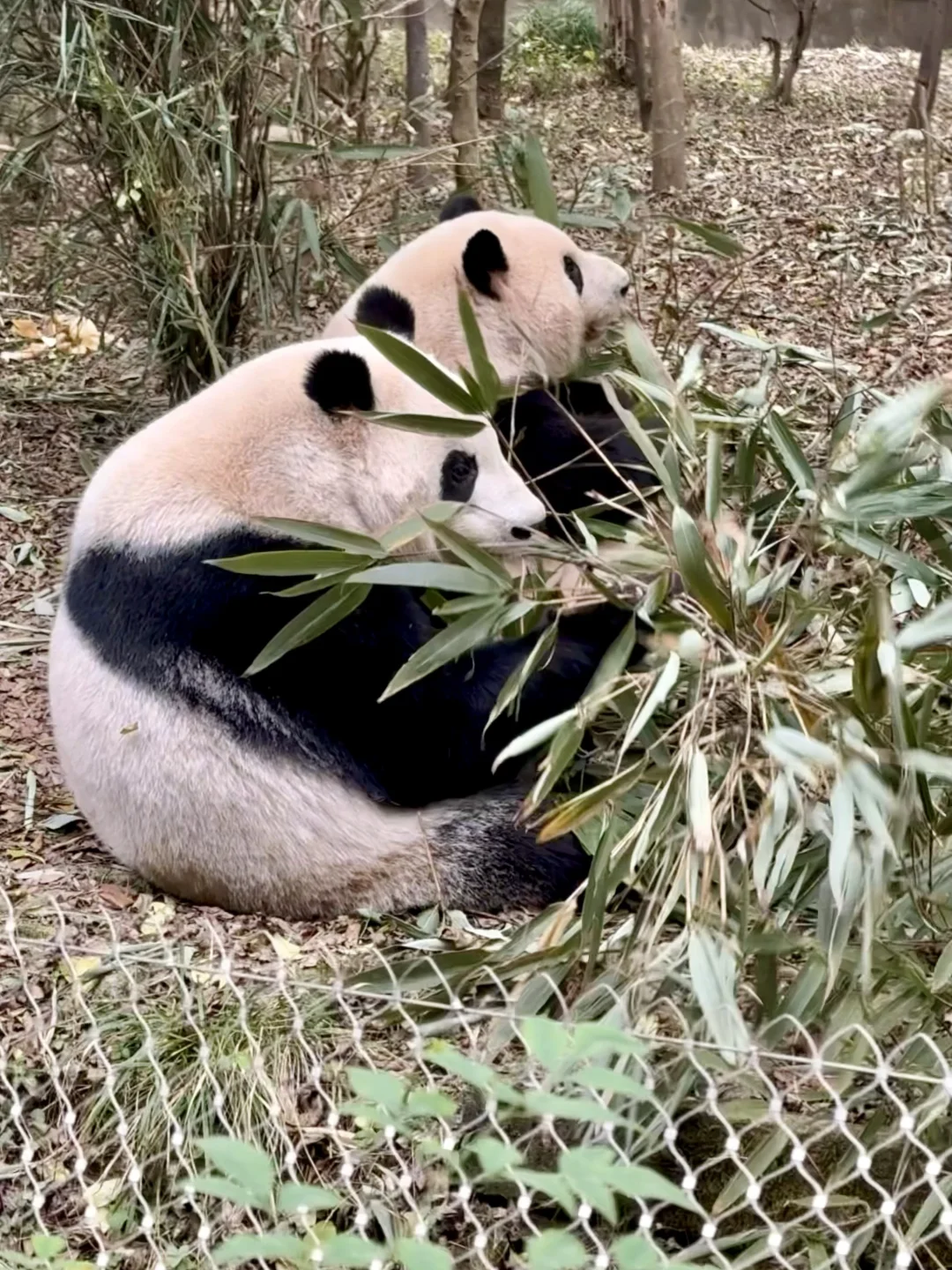 成都大熊猫基地看花花攻略🔥懒人不早起版