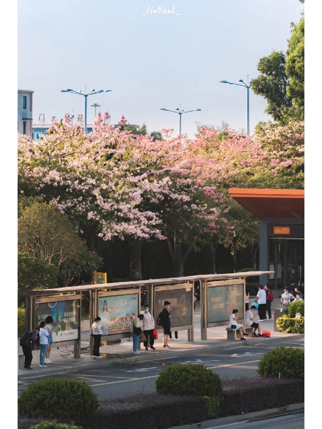 厦门2处最后的异木棉花期🌸错过再等一年‼️