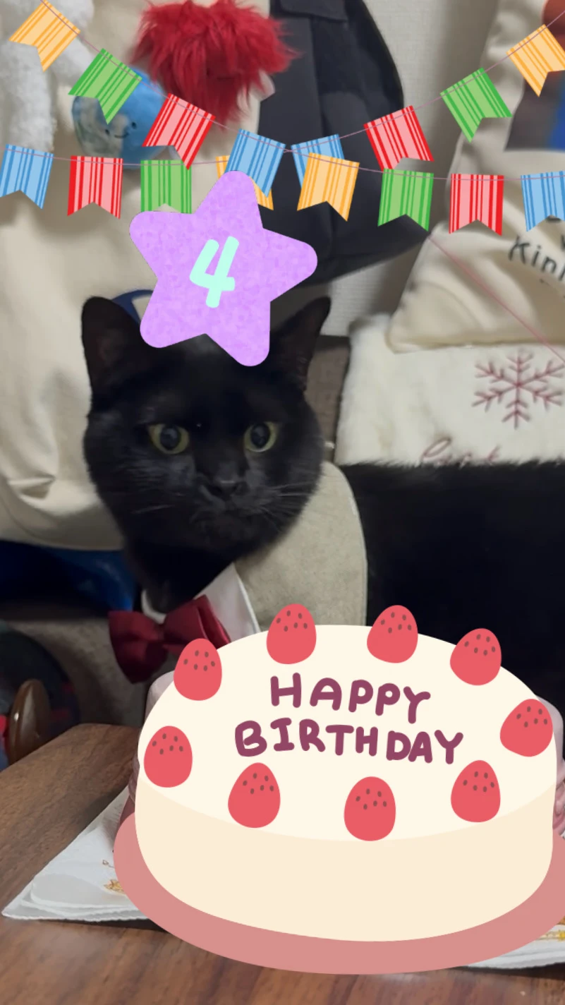 小猫四岁捏🎉