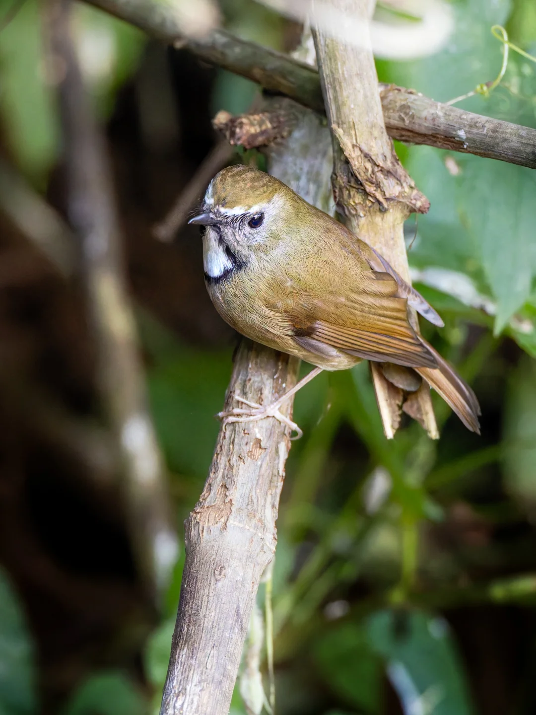 这只带着白色口水兜的小鸟叫白喉姬鹟